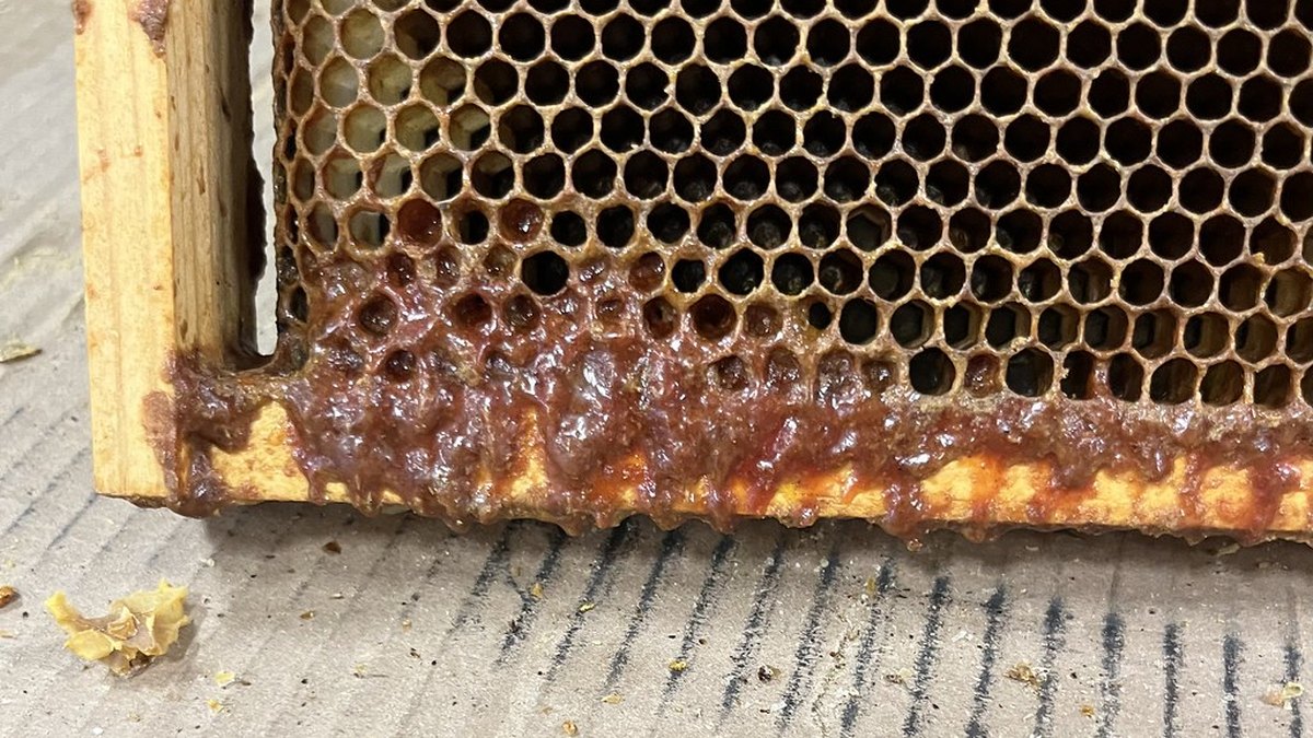 Propolis and the honeybee — the hive resin whose flavonoids and phenolics inspire the Apimimetix programme; a review by Panacea Bio Chem and Bogdan Dicoias